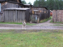 Одинокий друг на улице Келлога